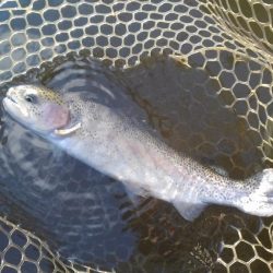 大安トラウトレイク 釣果